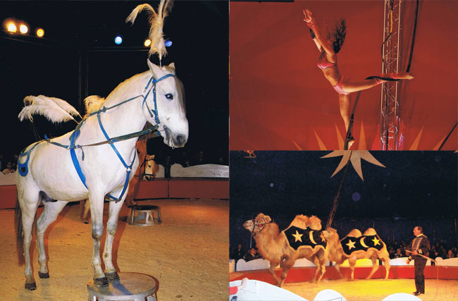  Cirque ZAVATTA